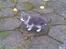 Huskat Idun (cirkeline)