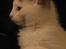 Blanding af racer Feline - tidligere kat. 