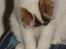 Blanding af racer Feline - tidligere kat. 