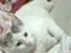 Blanding af racer Feline - tidligere kat. 