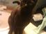 Burmeser Idefix (Rix) - ¤SOLGT¤ - Han er da bare nuser.? xD