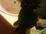 Burmeser Idefix (Rix) - ¤SOLGT¤