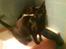 Burmeser Idefix (Rix) - ¤SOLGT¤