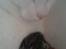 Huskat Striber R.I.P bedste kat i verden