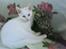 Huskat Striber R.I.P bedste kat i verden