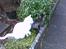 Huskat Striber R.I.P bedste kat i verden