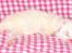 Maine Coon CH.SnowAngels Cassiopeia R.I.P