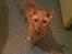 Cornish Rex Bamsekats Anton Berg