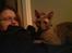 Cornish Rex Bamsekats Anton Berg