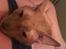 Cornish Rex Bamsekats Anton Berg
