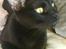 Burmeser Idefix (Rix) - ¤SOLGT¤ - Taget d. 7/1 ´09