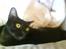 Burmeser Idefix (Rix) - ¤SOLGT¤