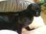 Burmeser Idefix (Rix) - ¤SOLGT¤