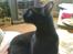 Burmeser Idefix (Rix) - ¤SOLGT¤