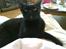 Burmeser Idefix (Rix) - ¤SOLGT¤