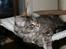 Maine Coon Langstteich´s Okinawa