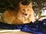 Blanding af racer Kitty <3 - Her ligger min lille skat under vores juletræ.