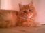 Blanding af racer Kitty <3 - Nuttede lille skat.