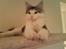 Maine Coon Bacardi