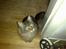 Maine Coon mercy - hvor ligger man godt her