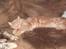 Maine Coon bastian