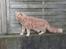 Maine Coon bastian