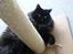 Maine Coon Athene - man har da lov? :P