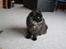 Maine Coon Athene - hva sker der mon derhenne?
