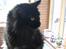 Maine Coon apollo - han ser nu træt ud?