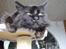 Maine Coon apollo - nyder tilversel... :D