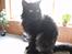 Maine Coon apollo - o.O