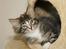 Maine Coon Gigant's Wild at Heart  - wild 10½ uge