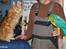 Maine Coon CH M.S. v3-Linden-Brunnen - Taler for sig selv...............