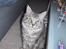 Maine Coon Cosmo