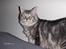 Maine Coon Cosmo