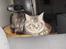 Maine Coon Cosmo
