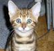 Bengal My