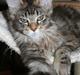 Maine Coon Langstteich´s Okinawa