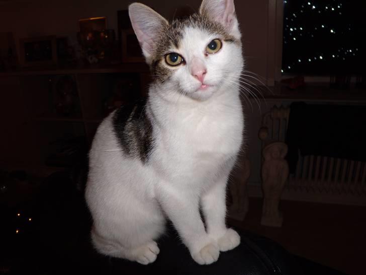 Huskat Betski billede 2