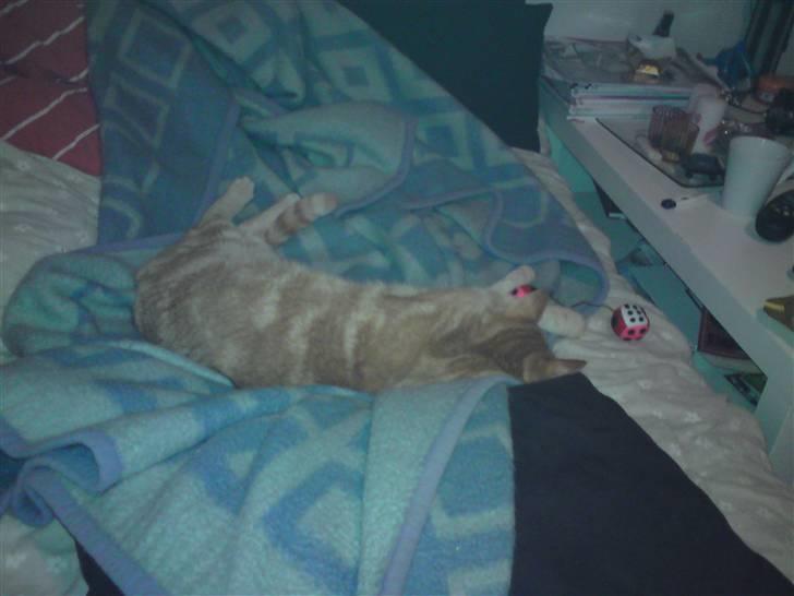 Huskat simba/simse billede 18