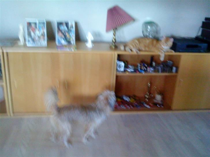 Huskat simba/simse billede 19