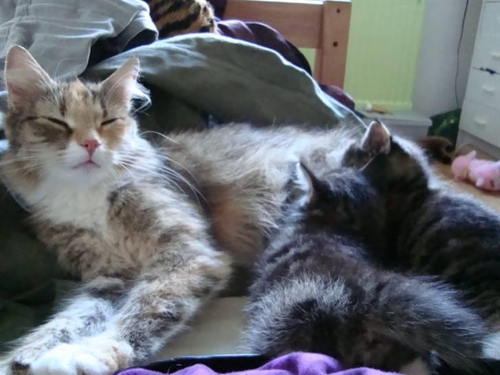 Blanding af racer fire i himlen ;( - fire men sine unger trine og huniball XD dette billede må ikke kopires. billede 2