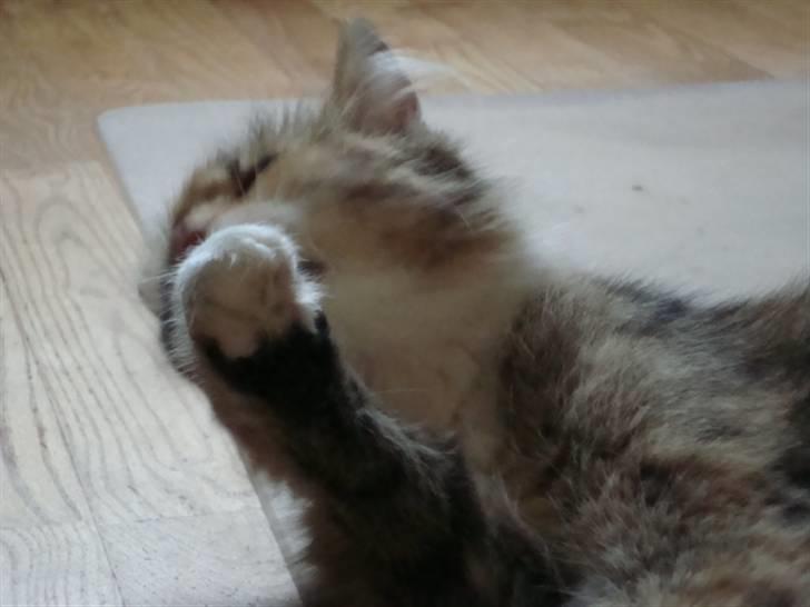 Blanding af racer fire i himlen ;( - dette billede må ikke kopires. :o) billede 3