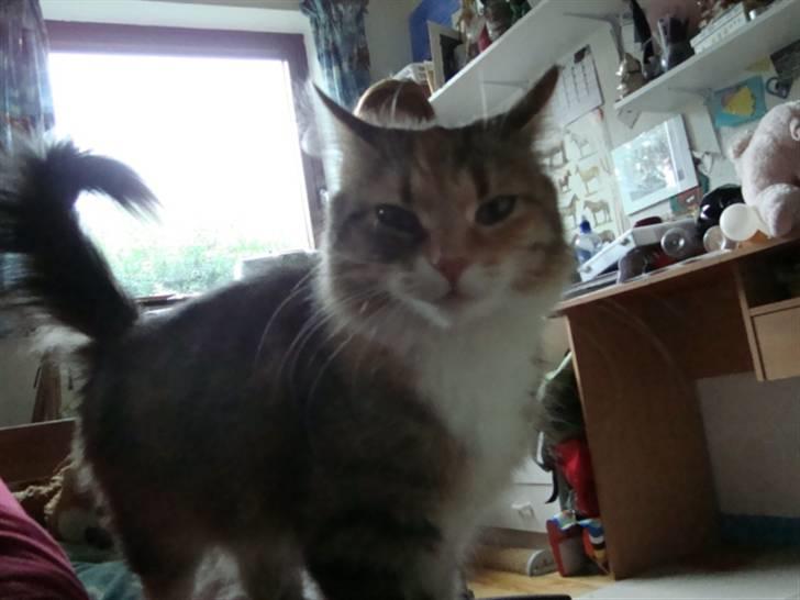 Blanding af racer fire i himlen ;( - dette billede må ikke kopires. :o) billede 4