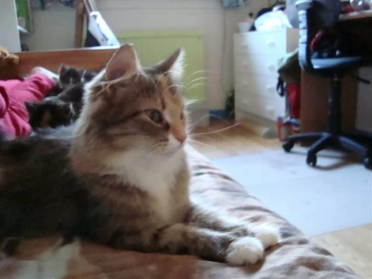 Blanding af racer fire i himlen ;( - dette billede må ikke kopires. :o) billede 5