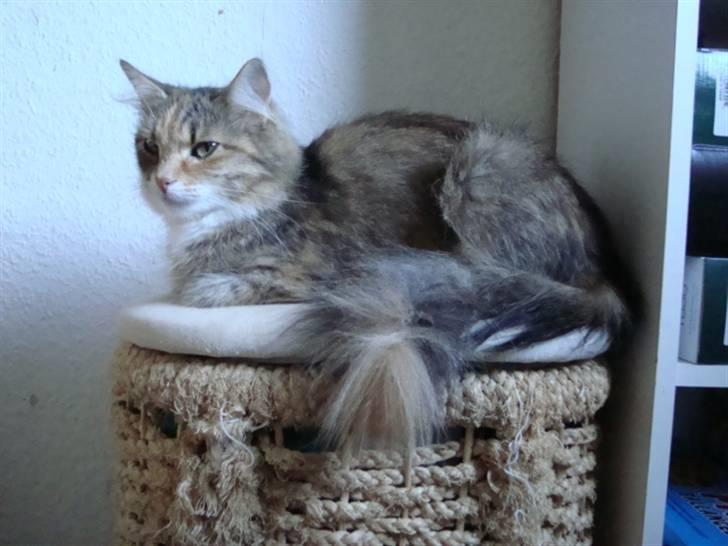 Blanding af racer fire i himlen ;( - dette billede må ikke kopires. :o) billede 6