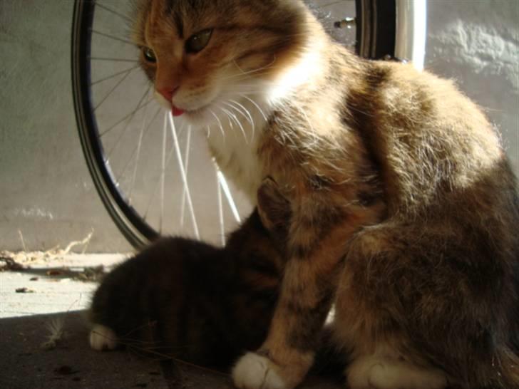 Blanding af racer fire i himlen ;( - fire og trine ;b billede 7