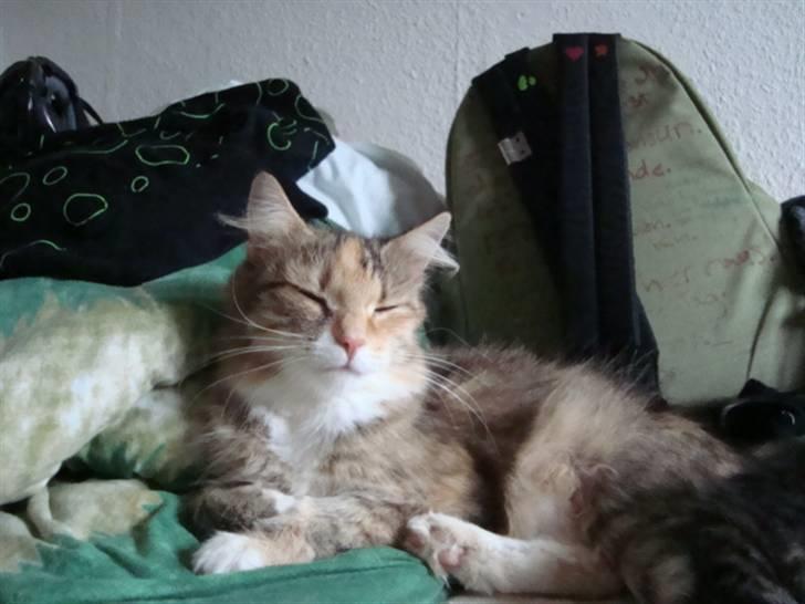 Blanding af racer fire i himlen ;( - dette billede må ikke kopires. :o) billede 8