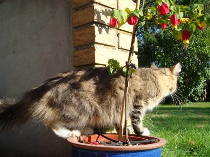 Blanding af racer fire i himlen ;( - dette billede må ikke kopires. :o) billede 9