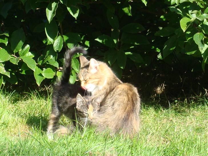 Blanding af racer fire i himlen ;( - fire og trine XD billede 10